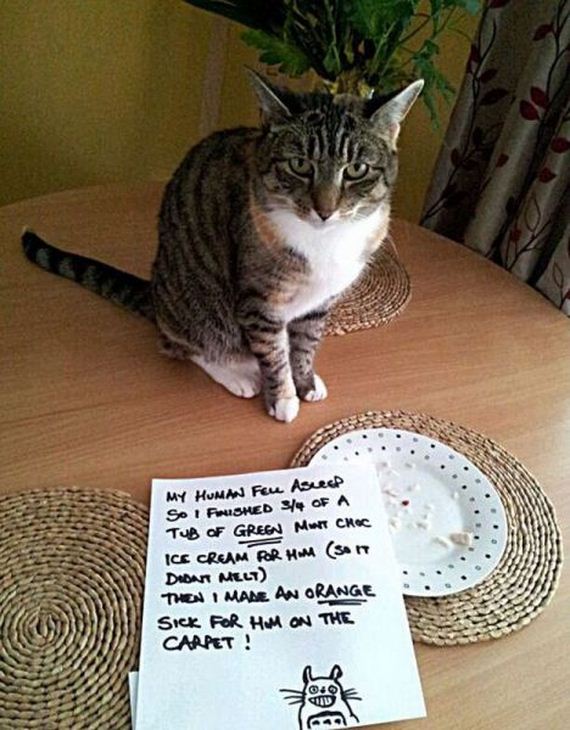 funny-pictures-494
