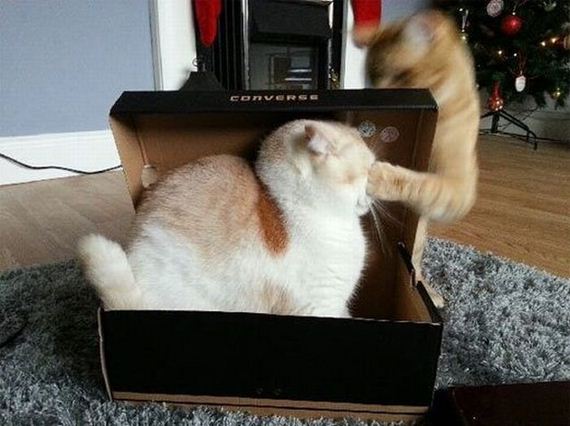 funny-pictures-495