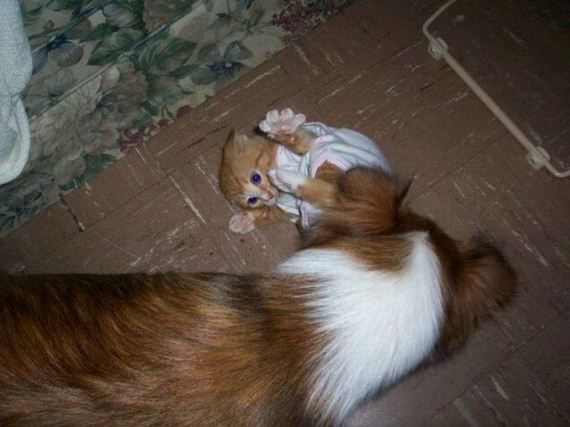 funny-pictures-495