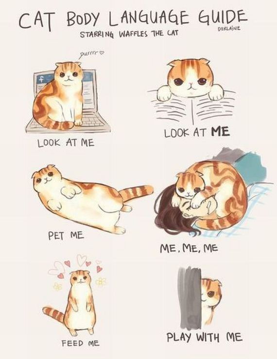 funny-pictures-495