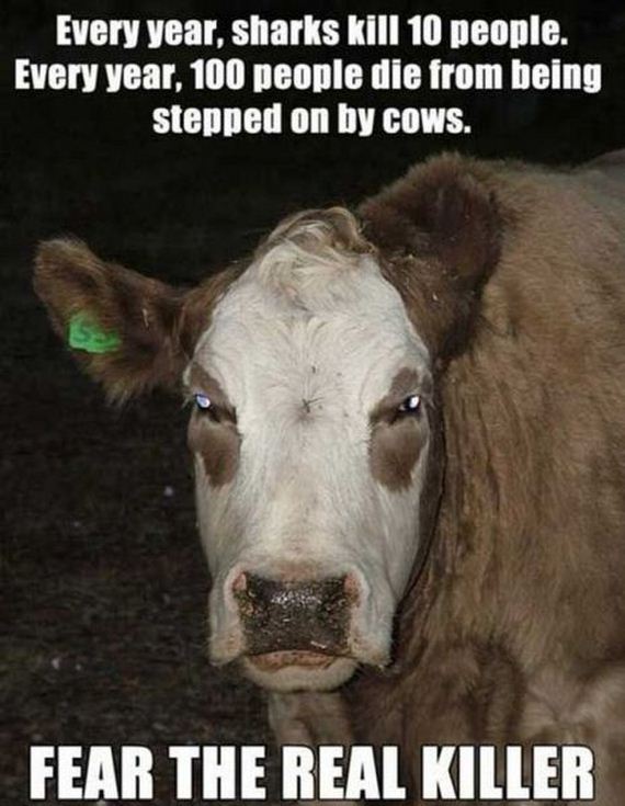 funny-pictures-495