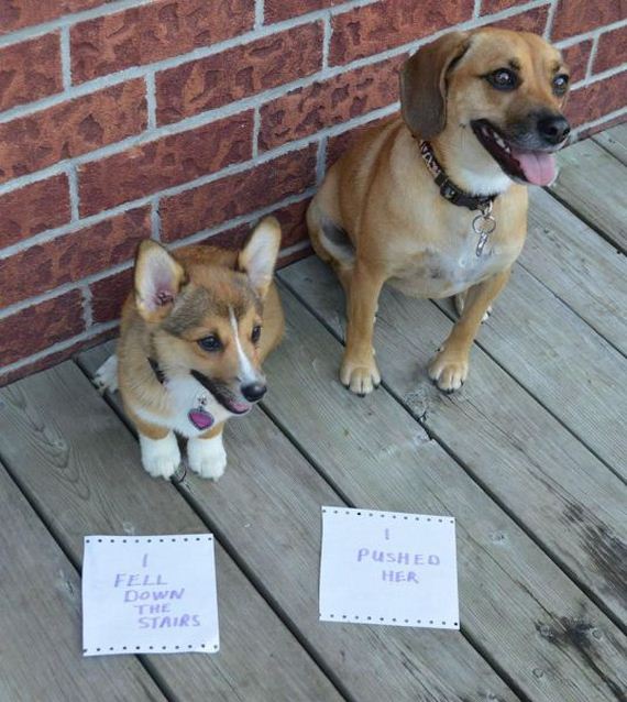 funny-pictures-496