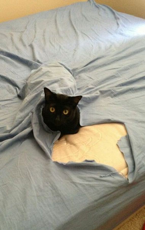 funny-pictures-496