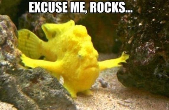 funny-pictures-496