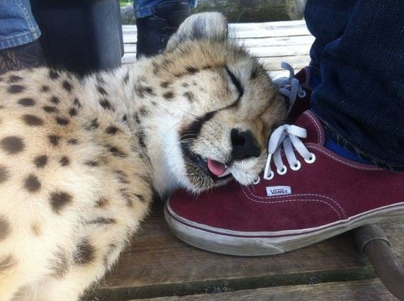 funny-pictures-496