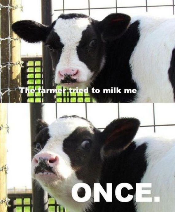 funny-pictures-496