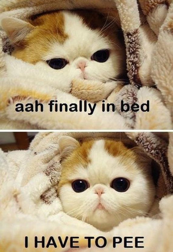 funny-pictures-497