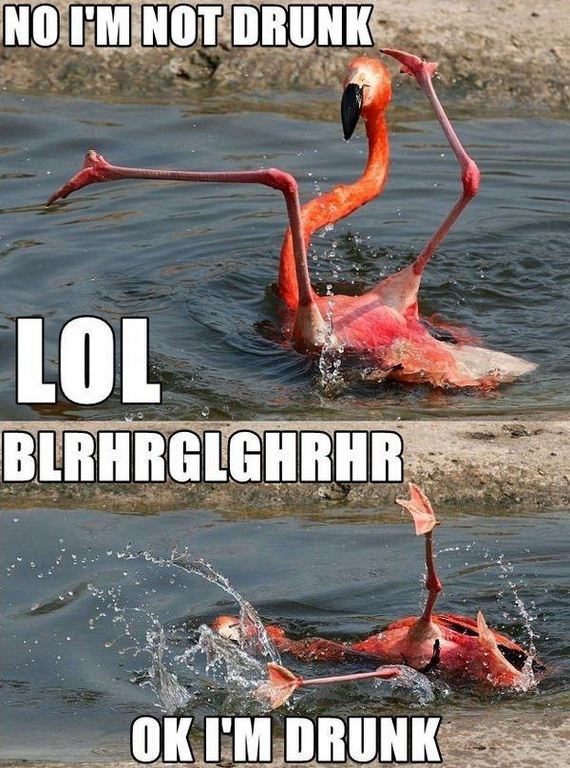 funny-pictures-497