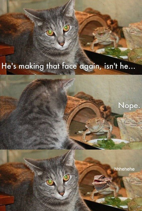 funny-pictures-497