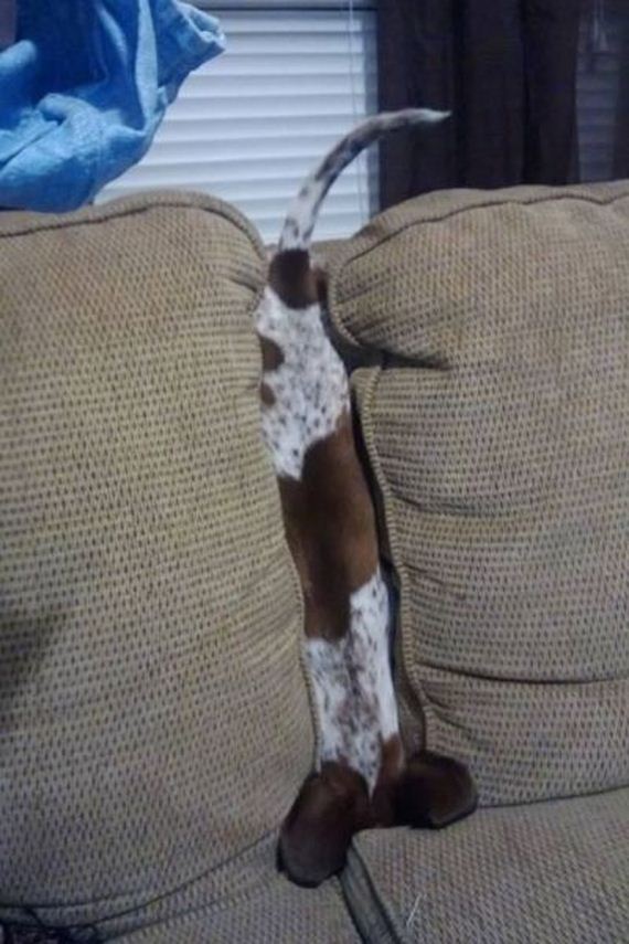funny-pictures-497
