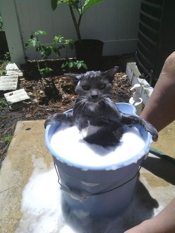 funny-pictures-497