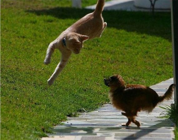 funny-pictures-497