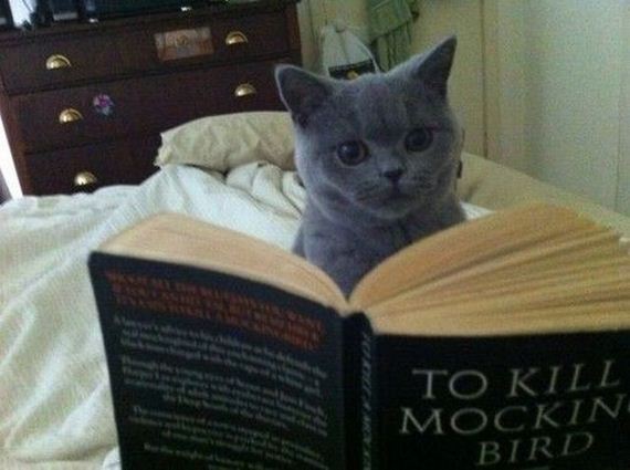 funny-pictures-497