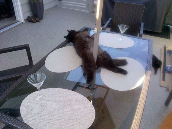 funny-pictures-498