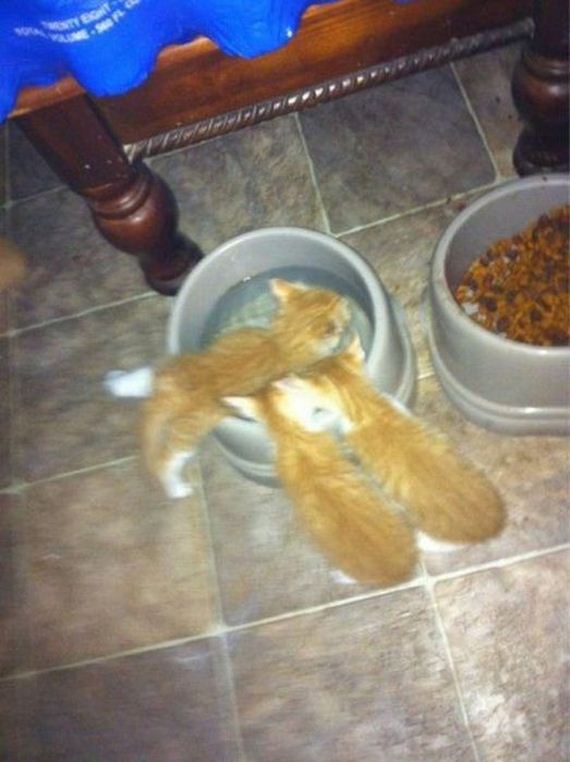 funny-pictures-498