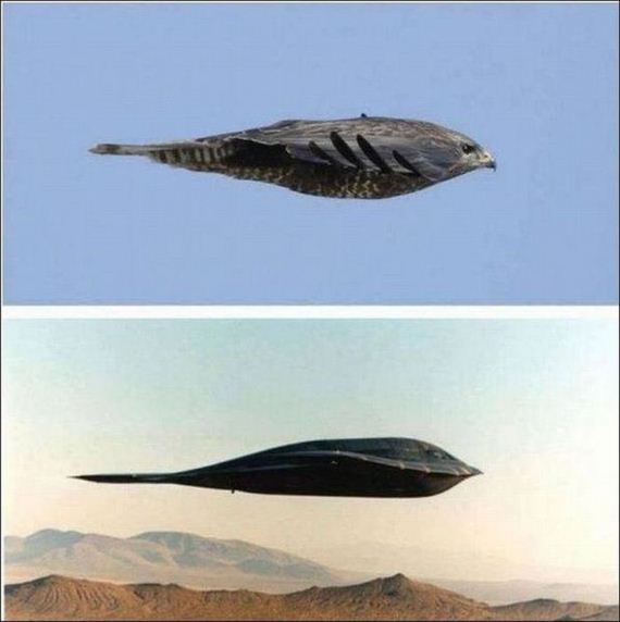 funny-pictures-498
