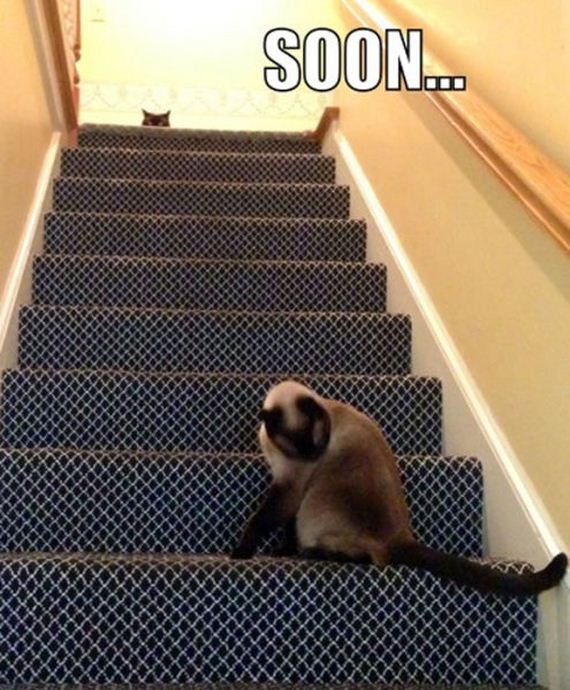funny-pictures-498