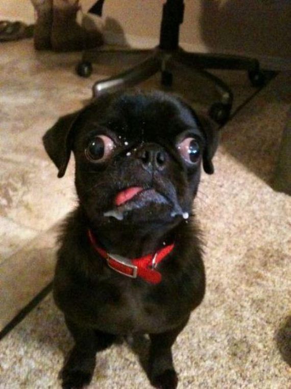 funny-pictures-498