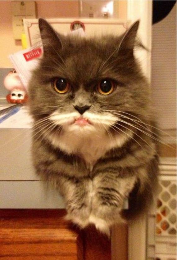 funny-pictures-498