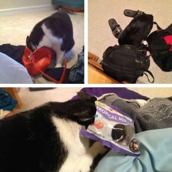 funny-pictures-498