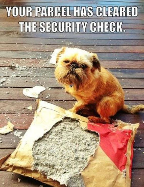 funny-pictures-501