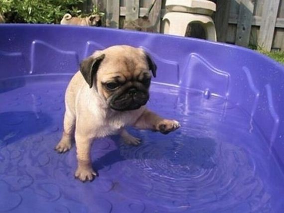 funny-pictures-501