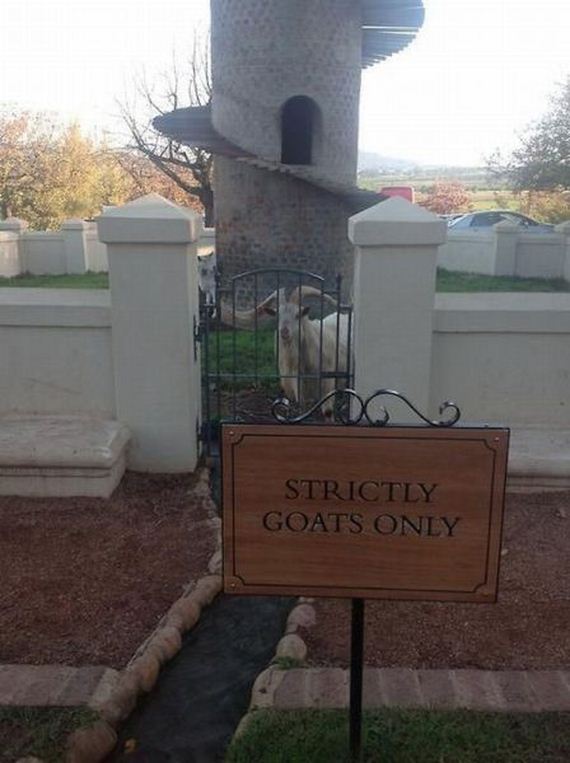 funny-pictures-501