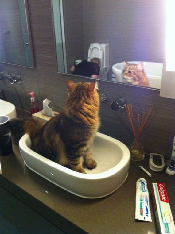 funny-pictures-501