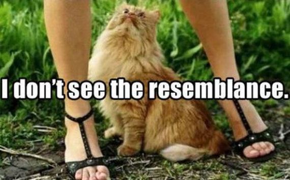 funny-pictures-502