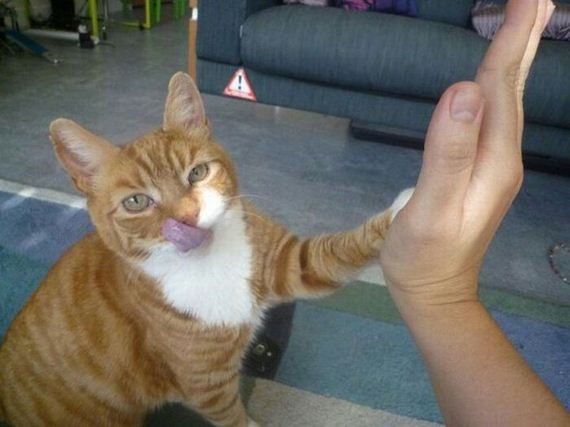 funny-pictures-502