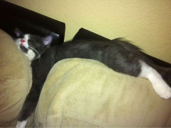 funny-pictures-502
