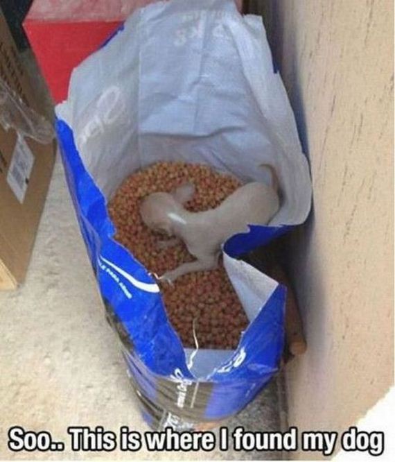funny-pictures-502