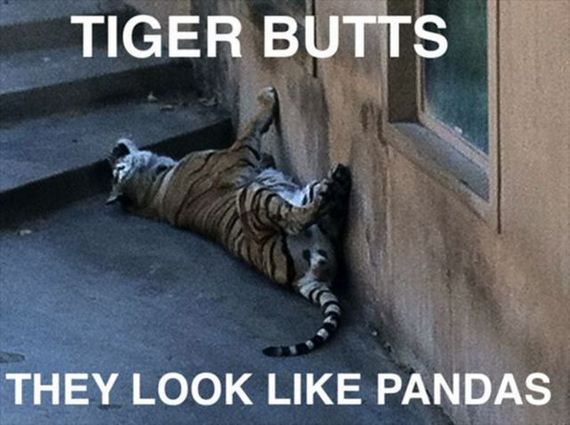 funny-pictures-503