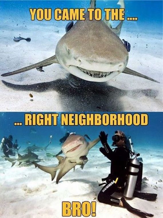funny-pictures-503