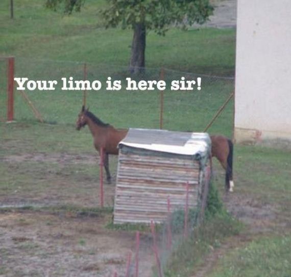 funny-pictures-504