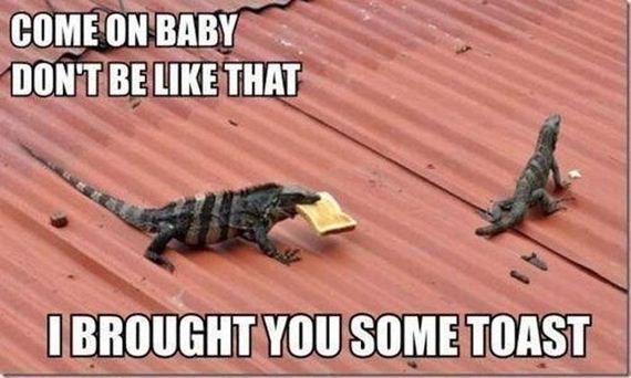 funny-pictures-505