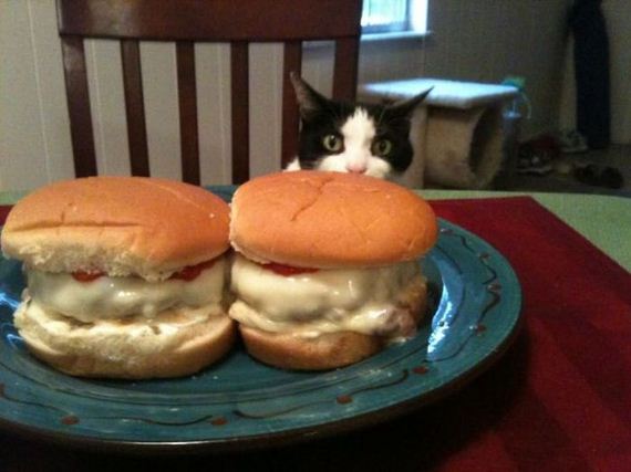 funny-pictures-505