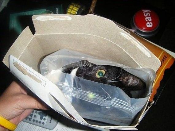 funny-pictures-505