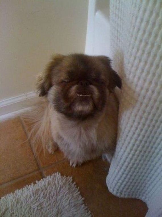 funny-pictures-505