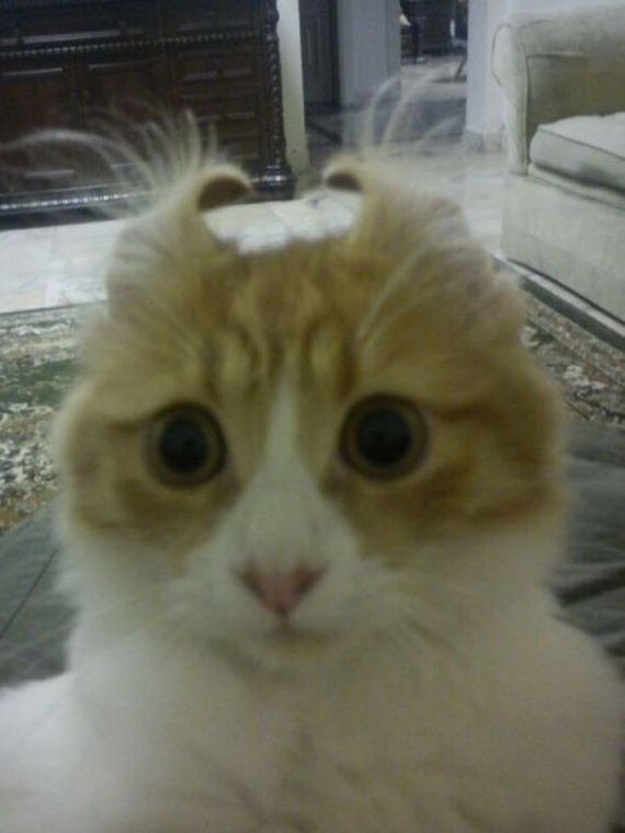 funny-pictures-506