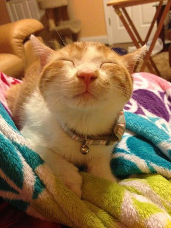 funny-pictures-506