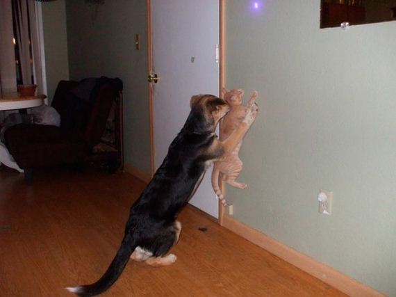 funny-pictures-507