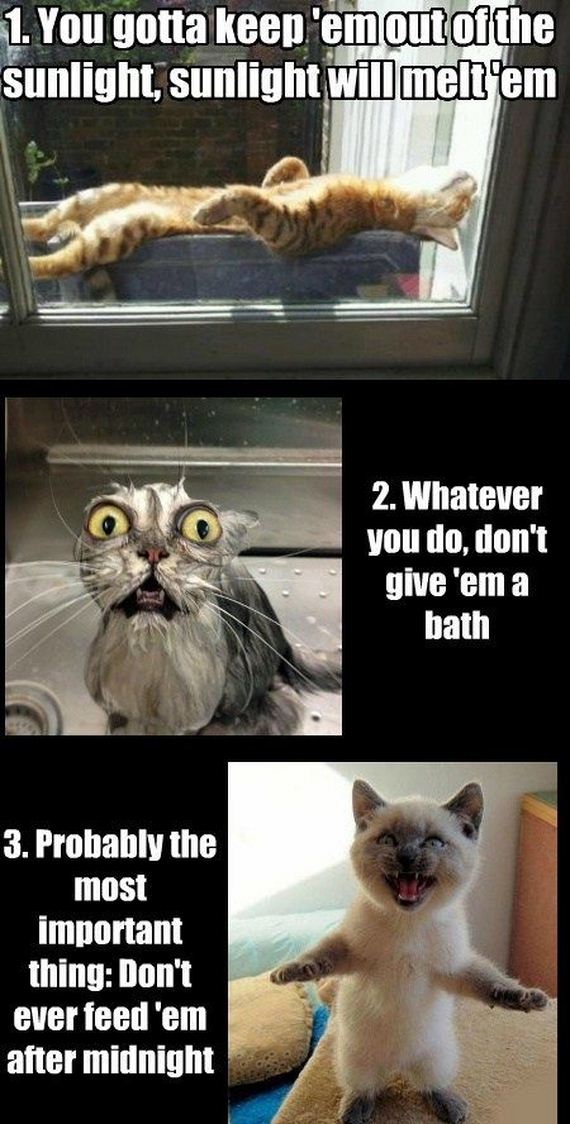 funny-pictures-507