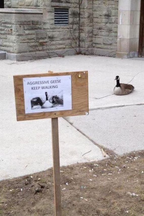 funny-pictures-511