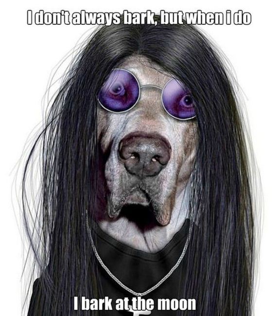funny-pictures-511