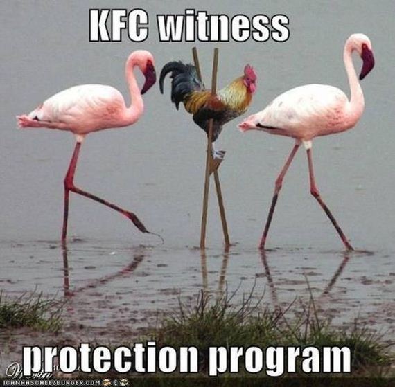 funny-pictures-511
