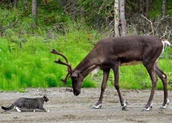 funny-pictures-511