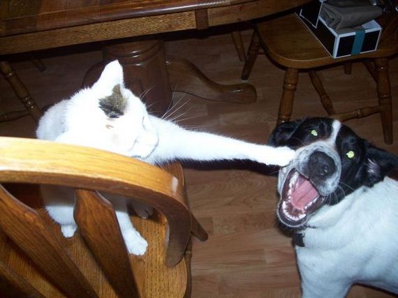 funny-pictures-511