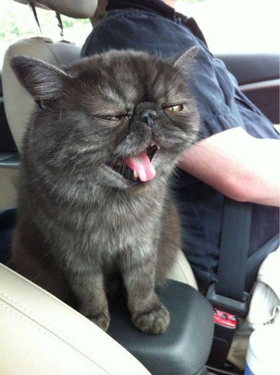 funny-pictures-511