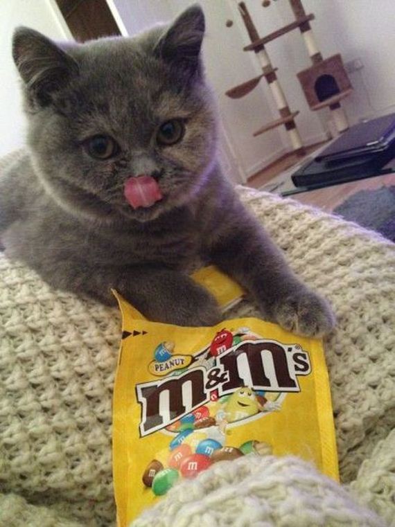 funny-pictures-511